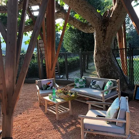Dream Tree House